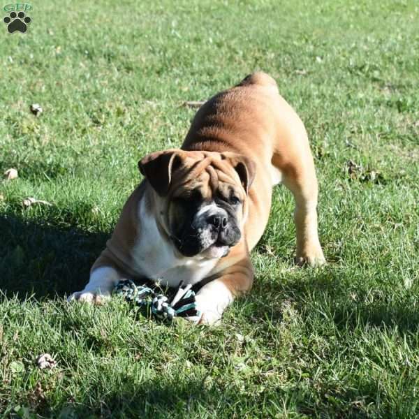 Mack, Olde English Bulldogge Puppy